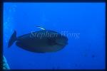 Surgeonfish, Naso vlamingii 01 cleaning by Cleaner Wrasse