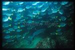 Surgeonfish, Yellowtailed 01, & Whitetip Reef Shark
