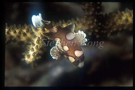 Sweetlips, Harlequin 01 baby P.chaetodonoides