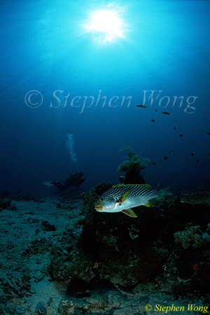 Sweetlips, Oblique-banded 01 080803