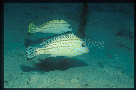 Sweetlips, Painted 01 subadult, Diagramma pictum