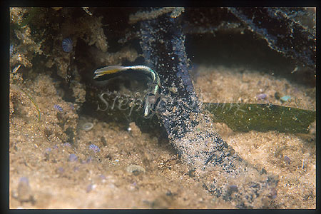 Sweetlips, unidentified 01 1cm baby