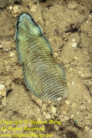 Tongue Fish 01t Soleichthys heterorhinos, RA0607 Stephen WONG 010109