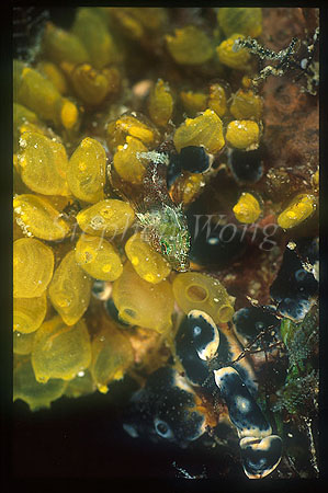 Triple Fin 02 on colonial tunicates