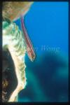 Triple Fin 03
