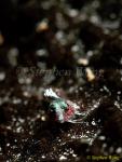 Triple Fin 06 Flagfin 01 derawan 080103