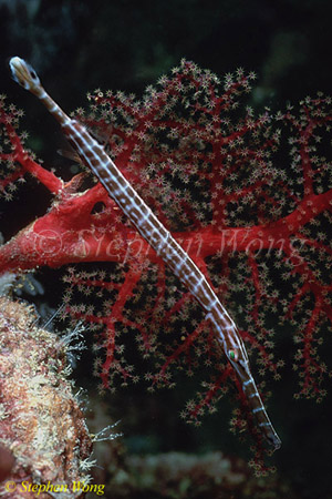 Trumpet Fish, juvenile 01 Aulostomus chinensis 080803