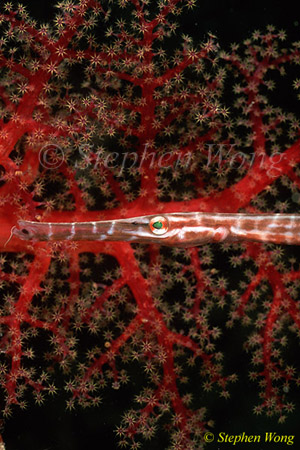 Trumpet Fish, juvenile 02 Aulostomus chinensis 080803