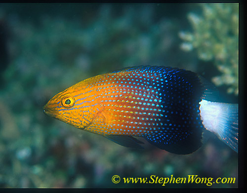 Wrasse, Blackfin Hogfish juvenile 080804