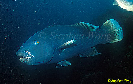 Wrasse, Blue Grouper 01