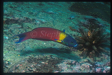 Wrasse, Blue-headed Wrasse, 01 male