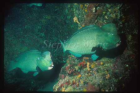 Wrasse, Bumphead Parrotfish 01