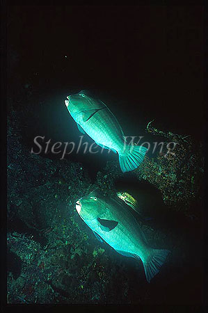 Wrasse, Bumphead Parrotfish 02 & Blue-spotted Jack