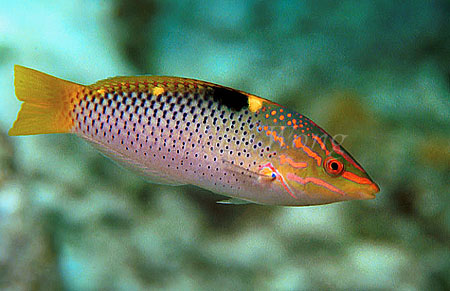 Wrasse, Checkerboard 01, negative 1991 Sipadan