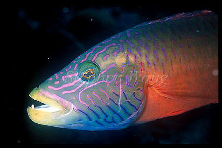 Wrasse, Cheeklined Maori Wrasse 01