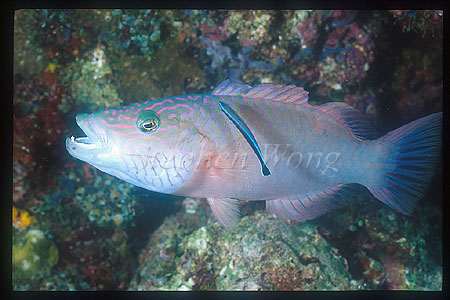 Wrasse, Cheeklined Maori Wrasse 02 cleaning