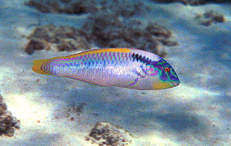 Wrasse, Halichoeres don't know 01 negative 1991 Sipadan