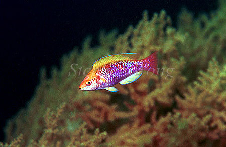 Wrasse, Lubbock's Wrasse 01, negative 1991 Flores