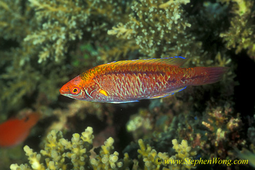 Wrasse, Lubbock Wrasse 01jpg090106