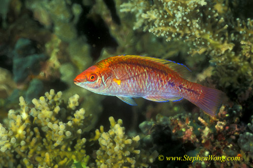 Wrasse, Lubbock Wrasse 02jpg090106