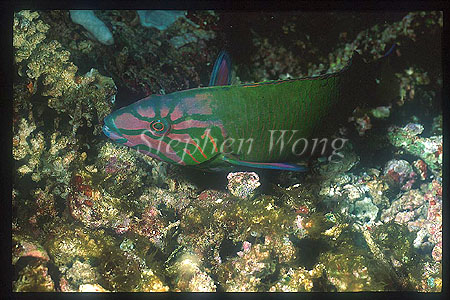 Wrasse, Moon Wrasse 02 female