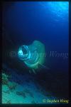 Wrasse, Napolean Wrasse 01