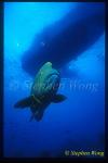 Wrasse, Napolean Wrasse 02