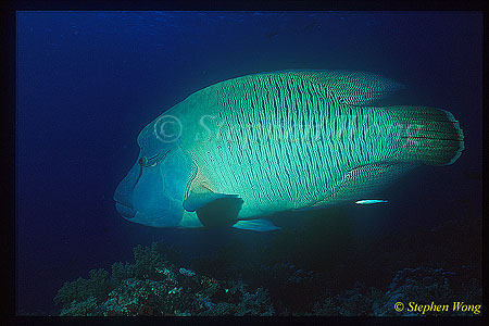 Wrasse, Napolean Wrasse 03 cleaning by cleaner