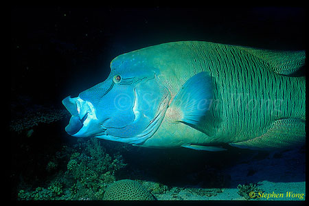 Wrasse, Napolean Wrasse 04