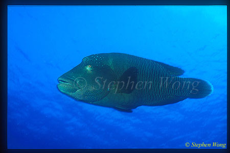 Wrasse, Napolean Wrasse 05