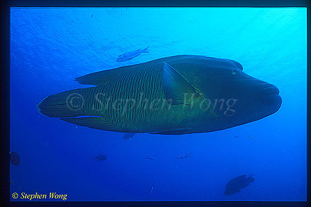 Wrasse, Napolean Wrasse 06