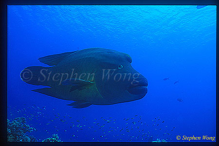 Wrasse, Napolean Wrasse 08