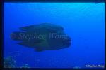 Wrasse, Napolean Wrasse 08