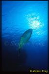 Wrasse, Napolean Wrasse 10