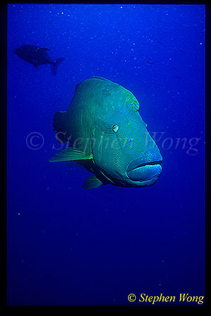 Wrasse, Napolean Wrasse 11