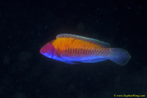 Wrasse, Orange Back Wrasse 01 malejpg090106