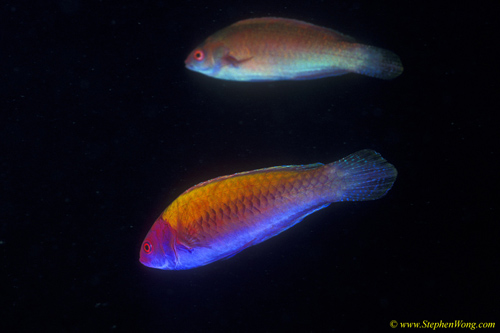 Wrasse, Orange Back Wrasse 02 male & femalejpg090106