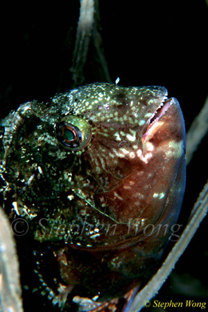 Wrasse, Raggedtooth Parrotfish 01 Calotomus spinidens 01 080803