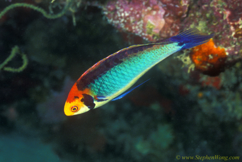 Wrasse, Solor Wrasse 01b male 090106