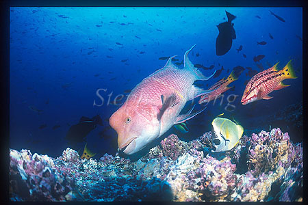 Wrasse, Streamer Hogfish 01 & buddies