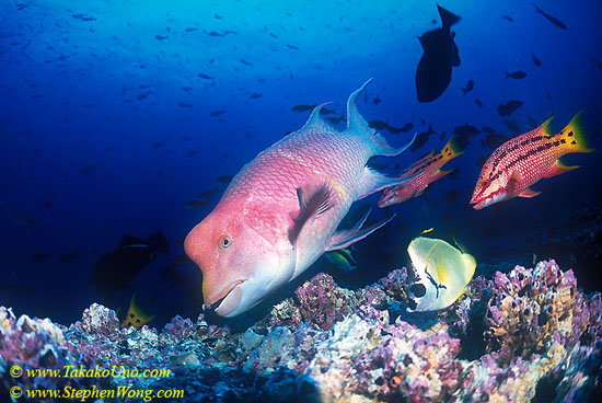 Wrasse, Streamer Hogfish & buddies 01 110104