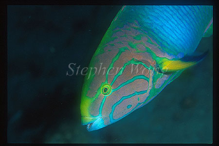 Wrasse, Sunset Wrasse 01