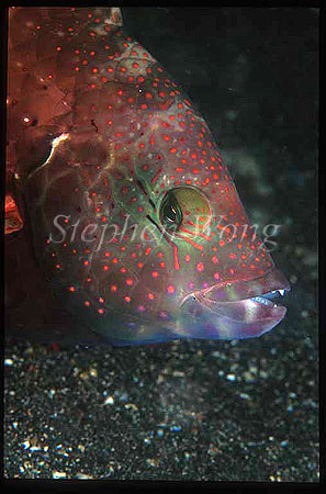 Wrasse, Tripletail Maori Wrasse 01Cheilinus trilobatus