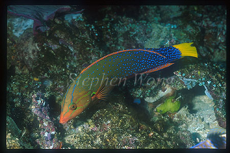 Wrasse, Yellowtail Coris 01