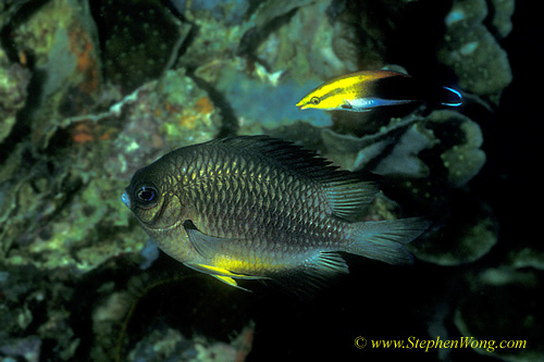 Wrasse, Yellow Cleaner Wrasse & White-breasted Sergent 02 090106