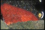 Clark's Anemonefish 01, A.clarkii & Eggs