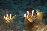 Clark's Anemonefish 05, A.clarkii