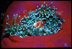 Pink Anemonefish 02 & host anemone