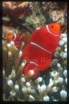 Spine-cheek Anemonefish 03