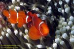 Spine-cheek Anemonefish 05 060104